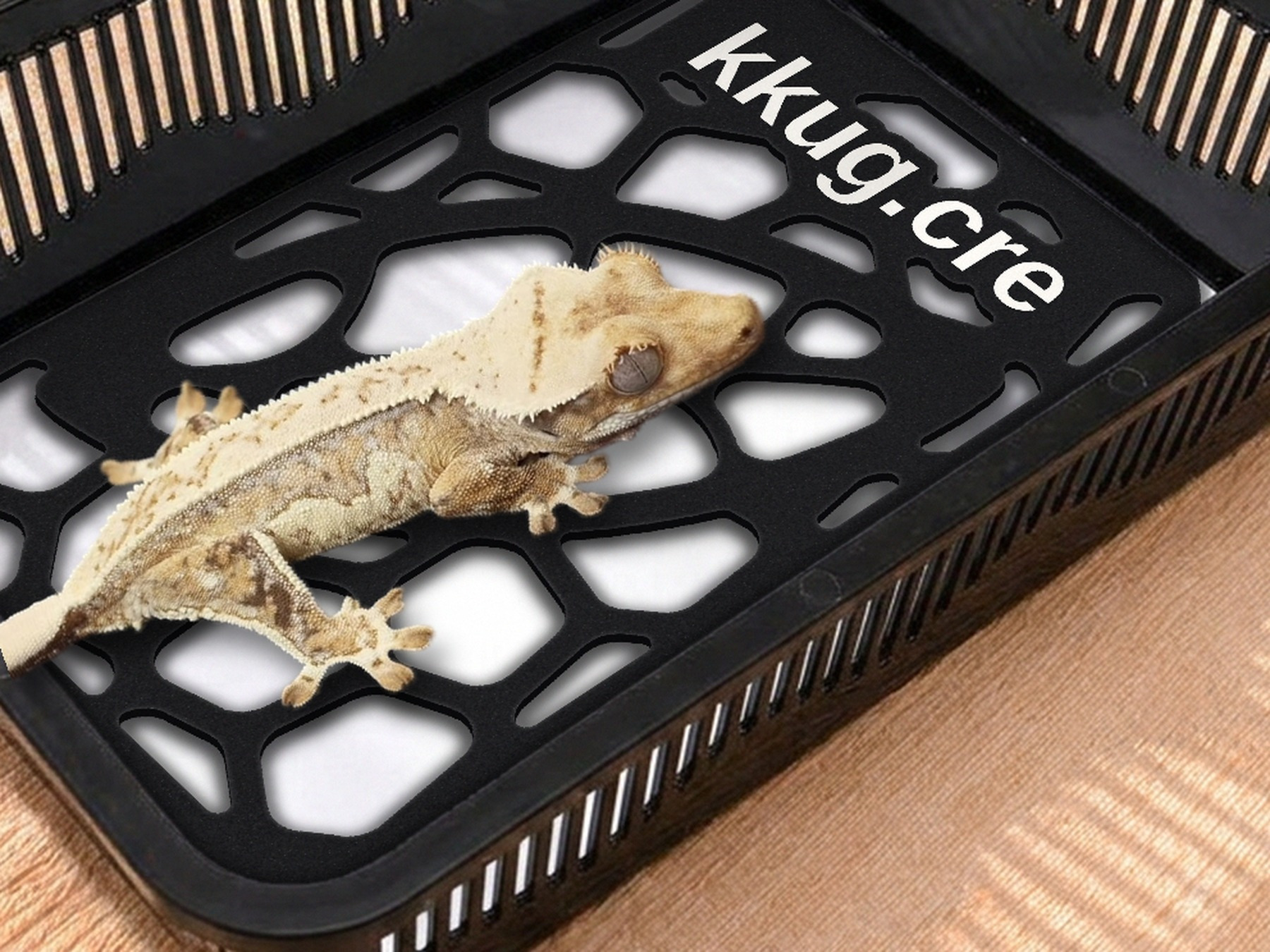 Un faunabox piccolo con tappetino e Pebble Plate, e sopra un geco crestato
